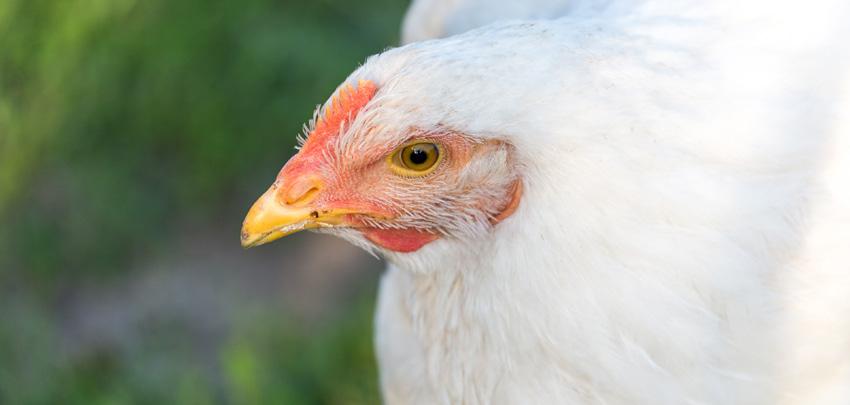 Case Studies: Global Animal Partnership MARY S FREE RANGE CHICKEN PITMAN FARMS Sanger, California Being third-party verified brings confidence to the consumer.