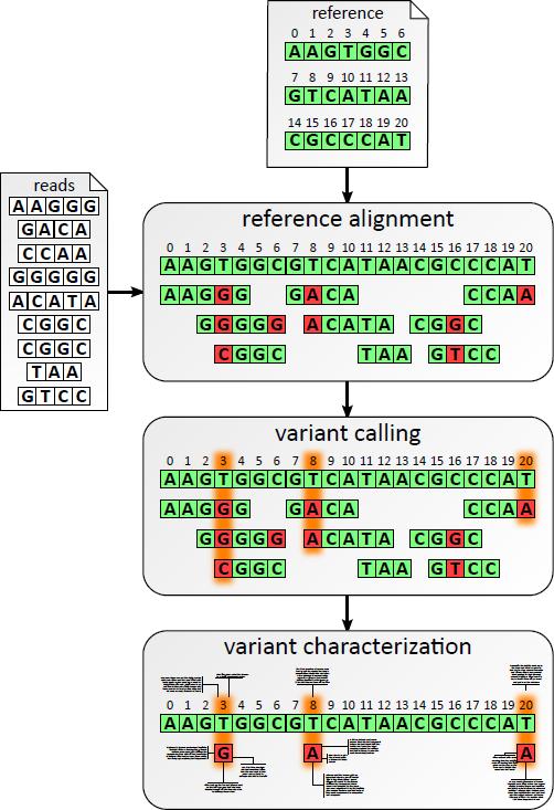 Last Step: Variant Annotation For each identified variant from the VCF file, find Coding region? Which gene?
