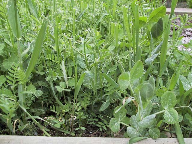 Cover crops helped Some of issues previously described could be partially remedied with a