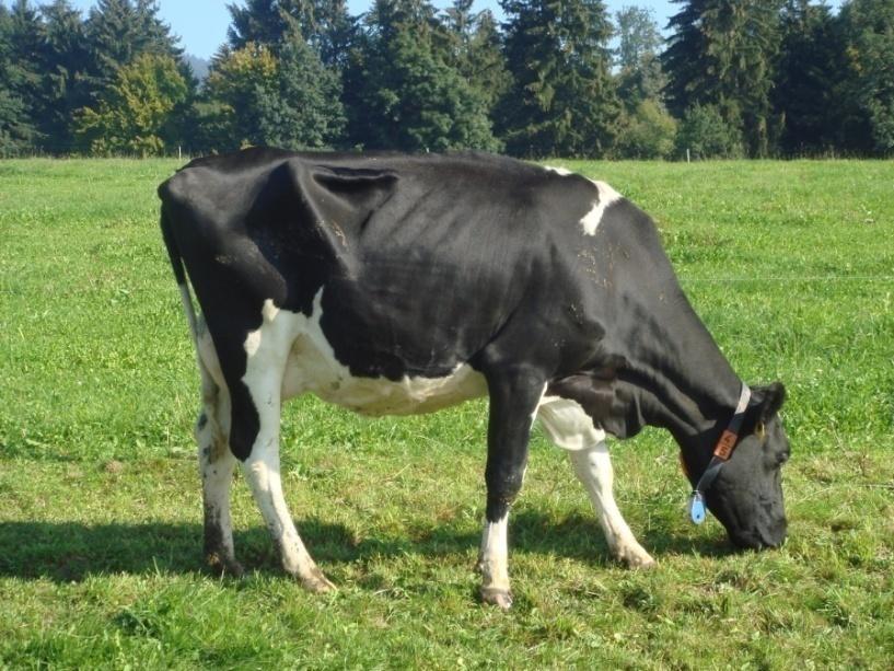 , Switzerland) 2 Holstein cow types 11 New Zealand Holstein cows (H NZ ) 11