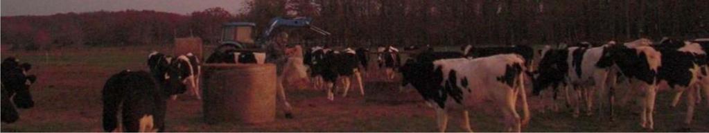 Beef cow/calf Dairy, last 200d Heifer, 3-12 mo Stocker