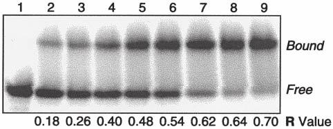 158 Park and Raines Fig. 1. Gel retardation assay of a protein protein interaction. Gel retardation assay of the interaction of S15 GFP(S65T) His 6 with varying amounts of S-protein.