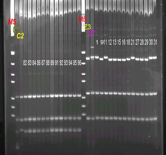 Digestion of PCR products with DraI, (Incubation 37 C, 48h).