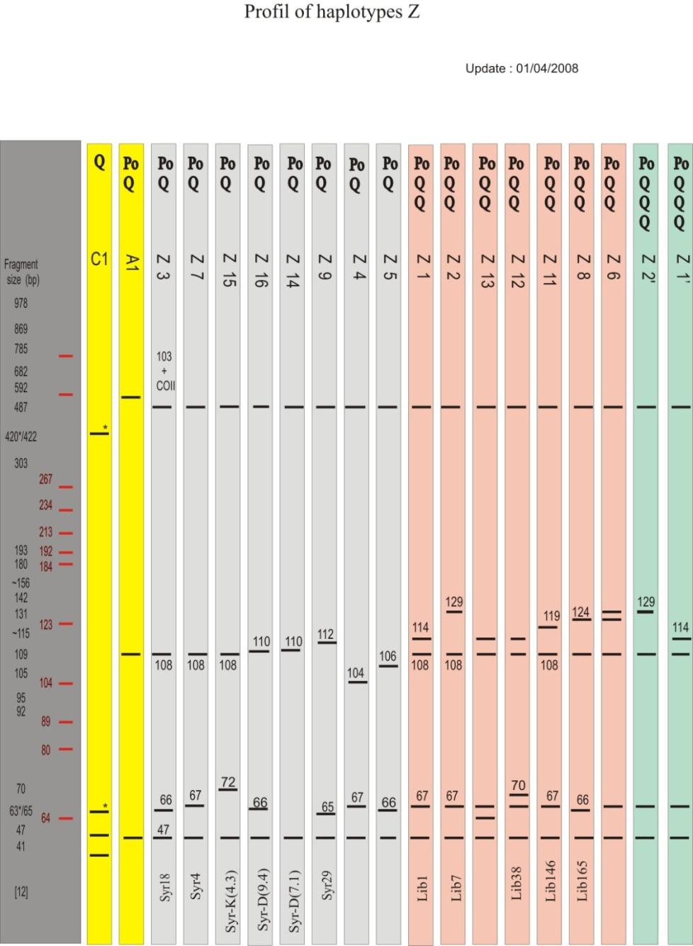 1. Mitochondrial marker: mtdna, COI-COII region. Restriction map/ Profile of the Syrian haplotypes Z Damascus: C1, C2, Z1, Z2, Z3, Z4, Z5, Z7, Z15, Z16, A2, A3.