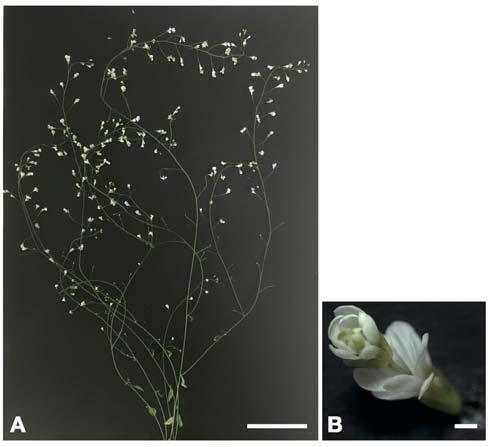 The amount of chlorophyll in the flower stems of Arabidopsis thaliana with knockout of the PDS3 gene. The amount of chlorophyll a in 1 mg of flowered stem.
