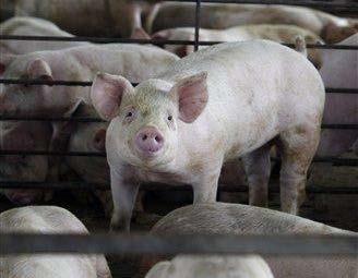 Future of Pork Productivity?