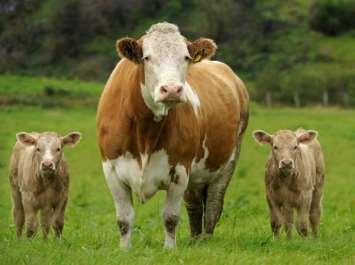 Measure: age at first calving Animal producing
