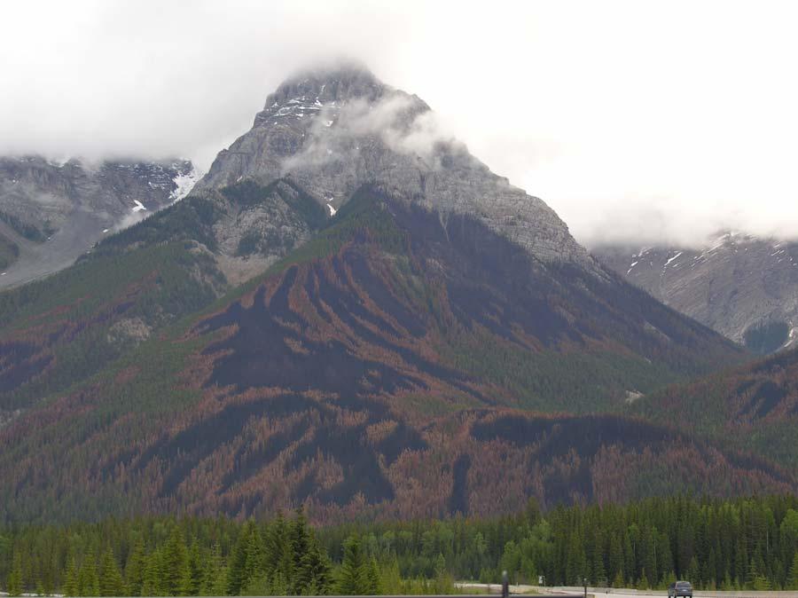 A complex pattern of high, moderate, and low severity impacts are visible in this 2005 prescribed burn in Yoho National Park.