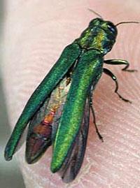 beetle Species Agrilus planipennis Emerald Ash Borer EAB is a Wood Boring
