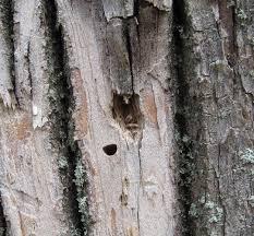 different color & texture Woodpecker feeding holes