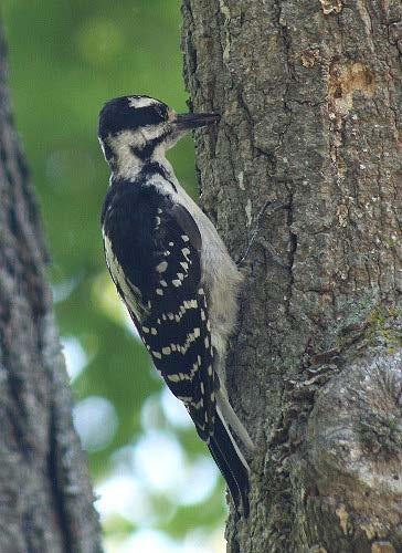 Varies with Pest Pressure Tier I: Early infestation Bark Splitting Woodpecker foraging Tier II: Mid level infestation Woodpecker