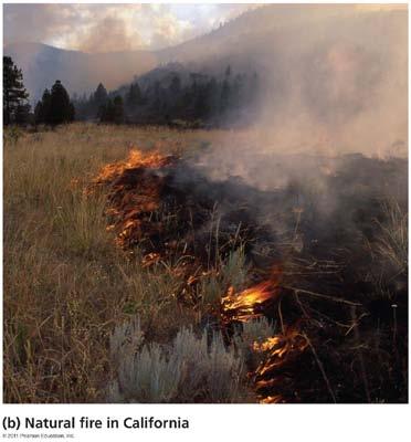 Natural sources pollute: fires Fires pollute the atmosphere with soot and gases Over 60 million ha (150 million acres) of forests and grasslands burn per year Human influence makes fires worse - Fuel