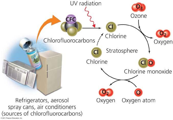 CFCs destroy ozone CFCs are inert (don t react) CFCs remain in the stratosphere for a century UV radiation breaks CFCs into chlorine and