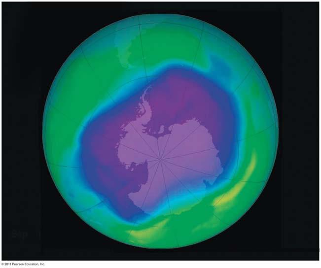 The Antarctic ozone hole High-altitude polar stratospheric clouds form during the dark, frigid winter Nitric acid in clouds splits chlorine off of CFCs - A polar vortex (swirling winds) traps