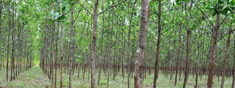 6mil BDT Central Vietnam Major Export Ports Planted Area Area for Acacia Plantation Main Species Annual