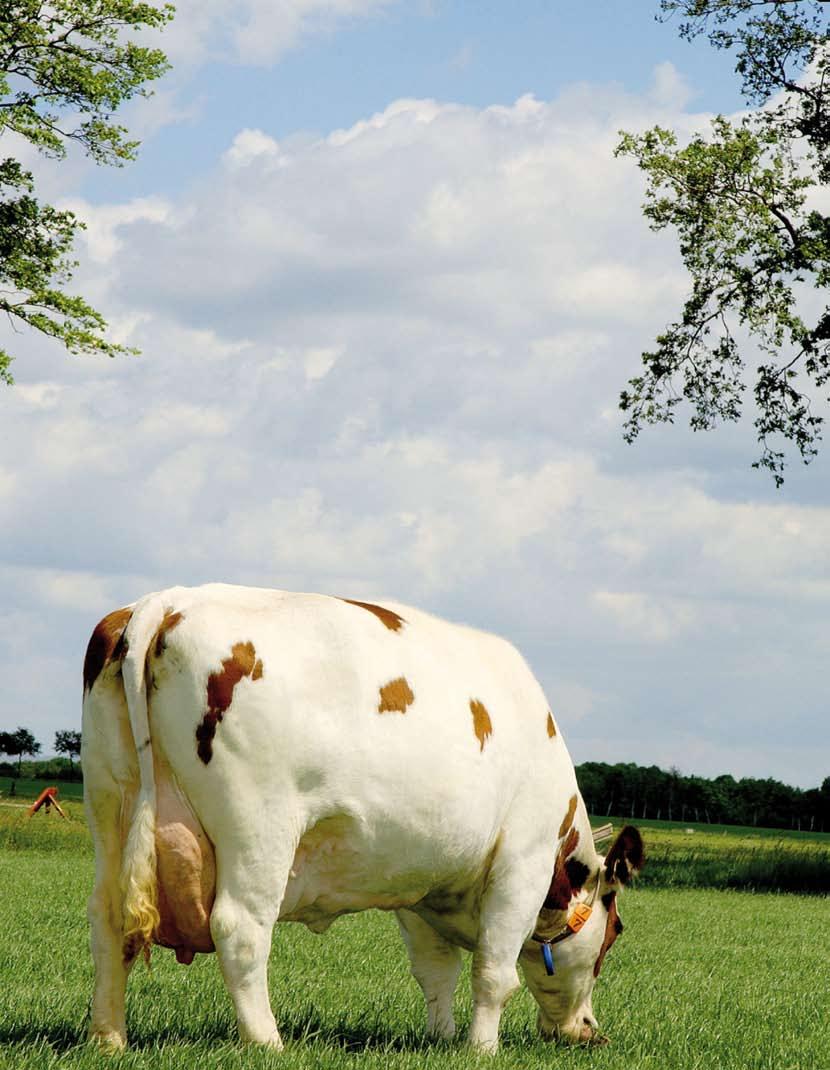 Less demanding, strong, calm cow Favorable fat/protein