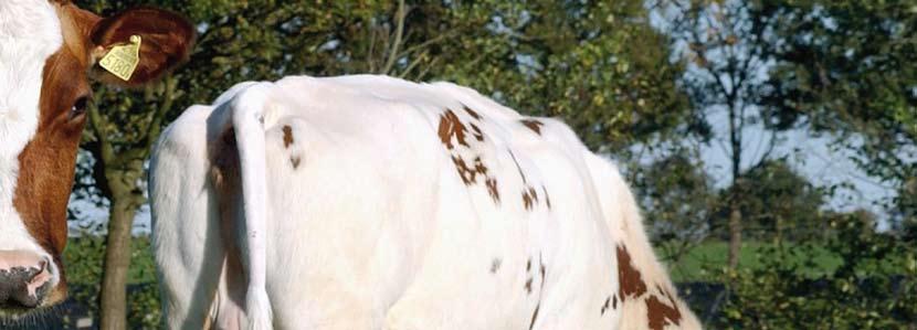 When the MRY-cow was like the current MRY-cow when the first Holstein-sires were introduced, we would not have needed the Holstein-genes Breed conservation In 1994 the breed organization MRY-East was
