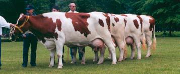 What are the strengths and weaknesses of this breed? We have looked at why some MRY farmers continue to use the breed, whereas others stop using MRY and continue farming with another breed.