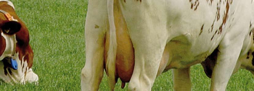The MRY-cow has changed over the years, she is bigger and produces a favorable fat/protein ratio and legs, fore udder attachment and muscularity, as MRY-cows are scored according to a