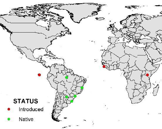 Global distribution of Solenopsis saevissima
