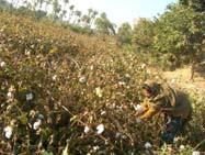 Good ex-post study needed on economic impacts of Bt cotton in Burkina Drought, salt tolerant genes
