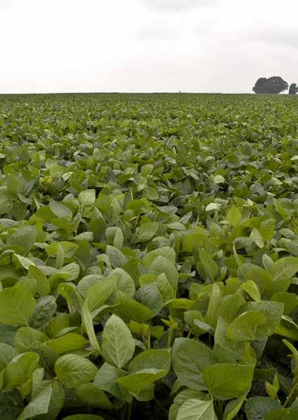 Herbicide Tolerant (HT) Biotech Crops In 2014, herbicide tolerance, deployed in soybean, maize, canola, cotton, sugar beet and alfalfa occupied 102.