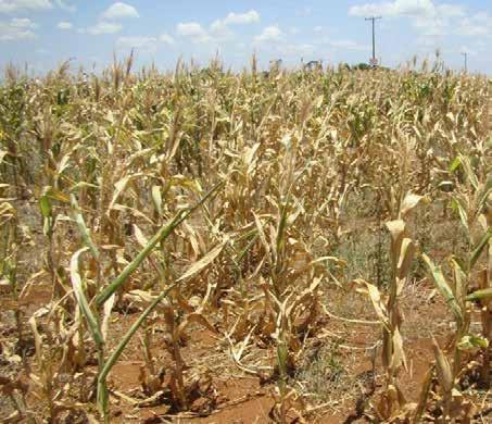 tolerant maize was planted globally