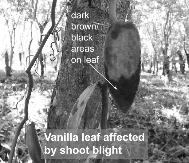The Effect of Shoot Blight on Vanilla If not managed, shoot blight can cause severe damage to vanilla vines which will result in reduced bean production.