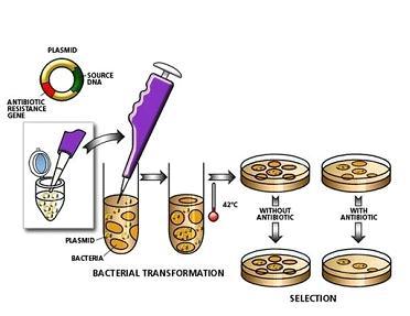 Transformation and Transduction in Research Electroporation A way to get the genes you want to work with into bacteria.