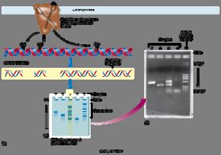 desired sites Necessary for recombinant DNA technology Recognize and clip at palindromes cut four to five bases on the 3 strand and on