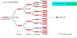 genome Tools of the Lab: Polymerase Chain Reaction Specific DNA Replication of a particular portion of the DNA Rapidly increases the