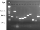 Primer 3: CAGTTTCCCGGGTTCGGC PCR 1 st Round vary