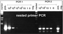 Semi-Nested or Nested-PCR Specificity ----------------------- -------------------- Sensitivity