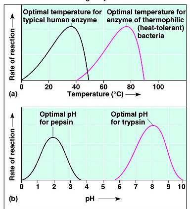 Temperature and ph Enzymes have an optimal range What