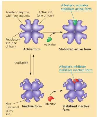Cellular enzyme regulation: Turning enzymes on or off Allosteric Regulation Activation or inhibition where a molecule binds to some