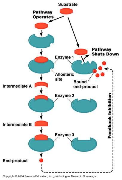 Cellular enzyme regulation: Turning enzymes on or off Feedback Inhibition The end-product of a