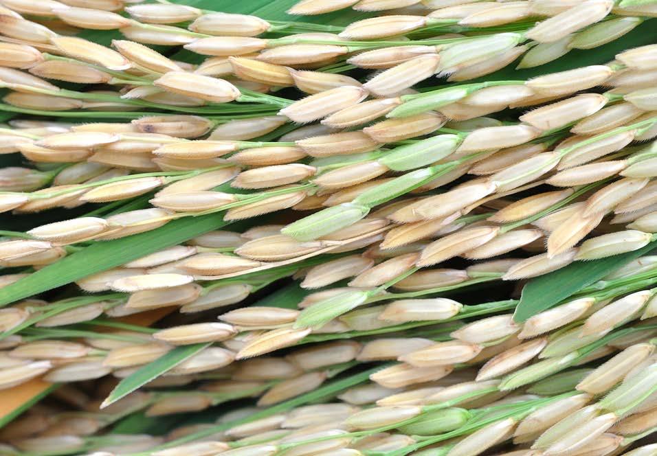 Higher yielding rice: Biotech solutions tap an attractive and expanding