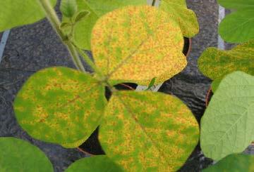 Fungal-resistant soybeans: Innovation yields first promising results Efficacy against ASR: 2012 field trials in Brazil Enhanced resistance* 100% 80% 60% 40% 20% 0% Lead gene 1 Lead gene 2 control