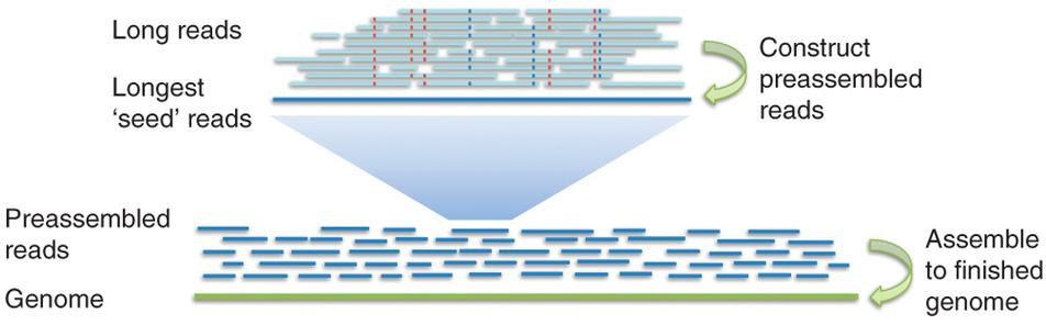 PacBio s HGAP (Not shown) - Quiver algorithm polishes assembly by aligning all reads to finished