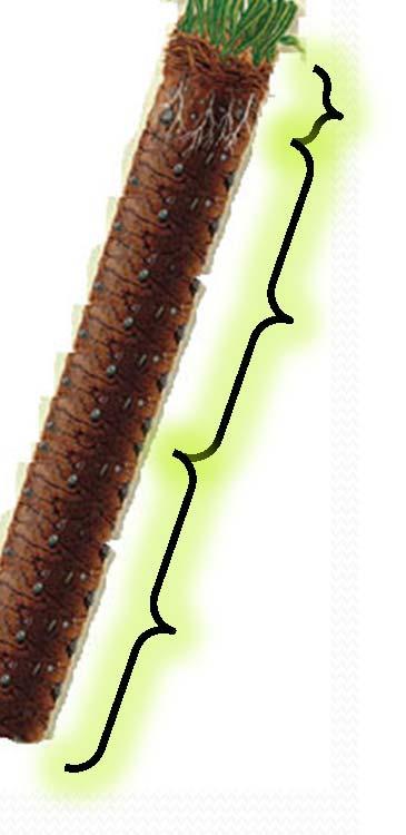 0 1 2 3 Fine root biomass and necromass (Mg ha -1 ) 0 1 2 3 Pinus banksiana