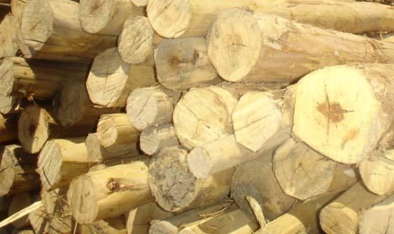 5 lac tons of pulp ITC Wood Sourcing Policy: Develop sustainable source of raw material Focus in core area & reduce mill landed