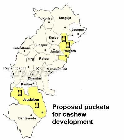 marketing. The two local mandis proposed in the Mission will help the farmers to sell raw material at their door step. Map 4 Selected cashew districts in Chhattisgarh 2.