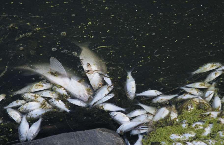 Lake Fish Killed by Water