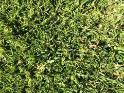 Buffalograss [Buchloe dactyloides (Nutt.