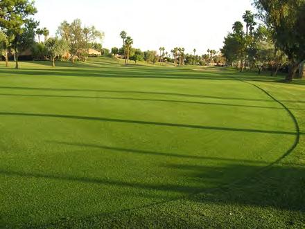Benefits of Turfgrass Glare reduction Noise abatement Reduced soil erosion Heat dissipation Carbon sequestration Dust prevention Reduced allergens