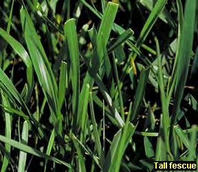 Darby.)! Utility: Golf course roughs, home lawns, sports fields, recreational fields, sod production! Growth habit: Commonly bunch type, rhizomatous!