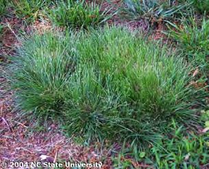 Chewing Fescue (Festuca rubra subsp. falax)! Utility: Low maintenance areas, lawns and recreational areas! Growth habit: Bunch type, rapid tillering!