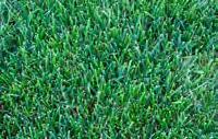 Strength: good establishment rate, good shade tolerant, low maintenance, can tolerate close mowing!