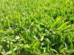 (vegetative and seed; disease resistant) " Zorro (vegetative; dense, dark green, shade tolerant) St Augustine grass [Stenotaphrum secundatum (Walt.