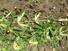 ) Kuntze] Dense Cover Shade and salt tolerant Slow grower Coarse leaves Less drought and traffic tolerant than bermudagrass St Augustine grass [Stenotaphrum secundatum (Walt.